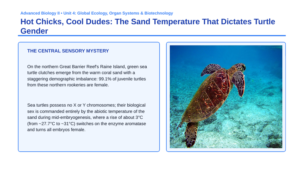 Reproduction & Development Phenomena-Based Lesson: Hot Chicks, Cool Dudes: The Sand Temperature That Dictates Turtle Gender Presentation sample page