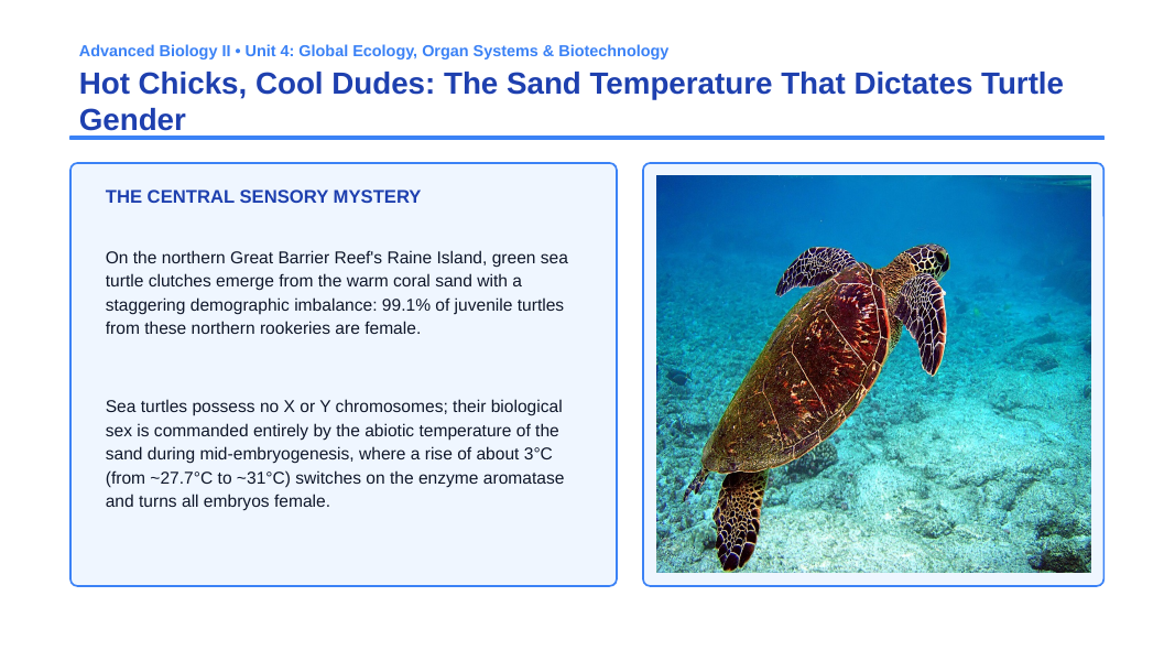 Reproduction & Development Phenomena-Based Lesson: Hot Chicks, Cool Dudes: The Sand Temperature That Dictates Turtle Gender Presentation sample page