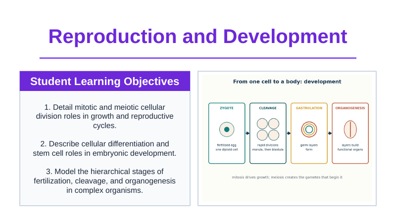 Reproduction & Development Slide Show Presentation sample page