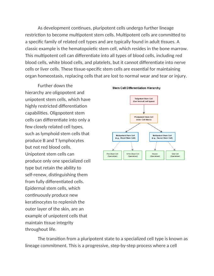 Stem Cell Plasticity and Lineage Commitment Reading Worksheet sample page