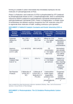 The Calvin-Benson Cycle and Photorespiration: RuBisCO Oxygenase Activity, C3 vs C4/CAM Carbon Fixation Adaptations CER Phenomena Worksheet sample page
