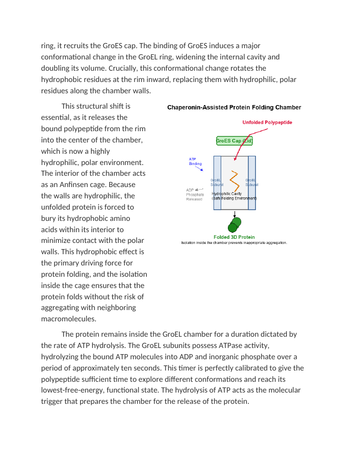 The Impact of Chaperonins on 3D Protein Folding Reading Worksheet sample page