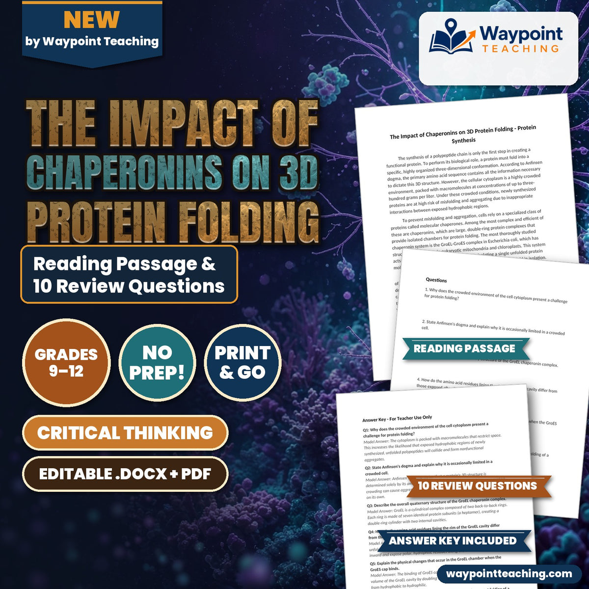 The Impact of Chaperonins on 3D Protein Folding Reading Worksheet cover