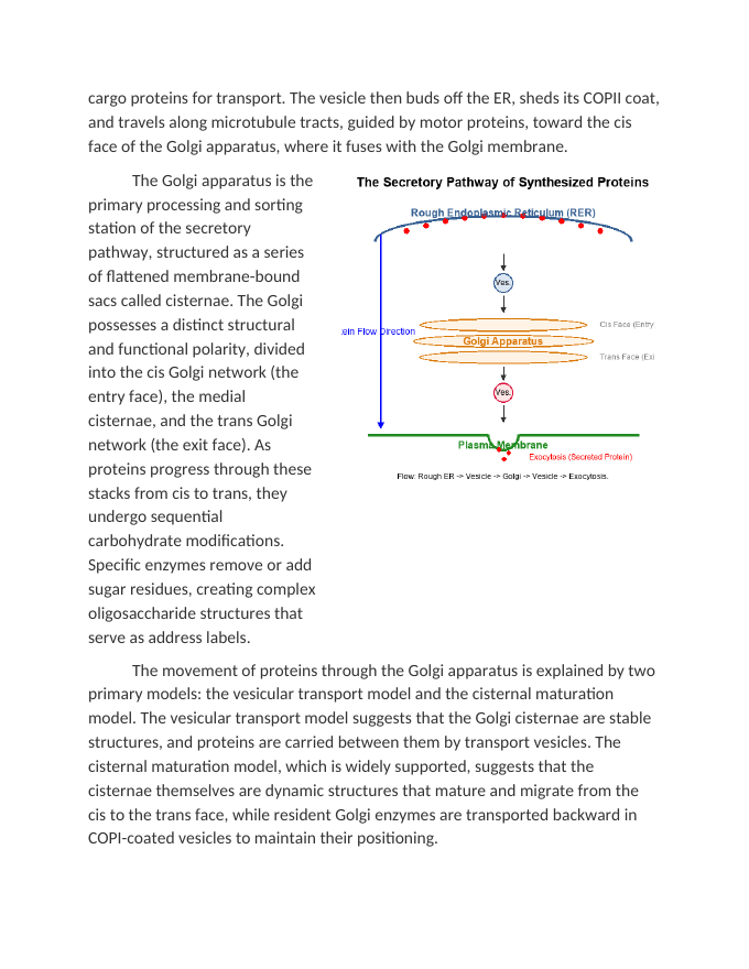 Tracing the Secretory Pathway of Synthesized Proteins Reading Worksheet sample page