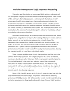 Vesicular Transport and Golgi Apparatus Processing Reading Worksheet sample page