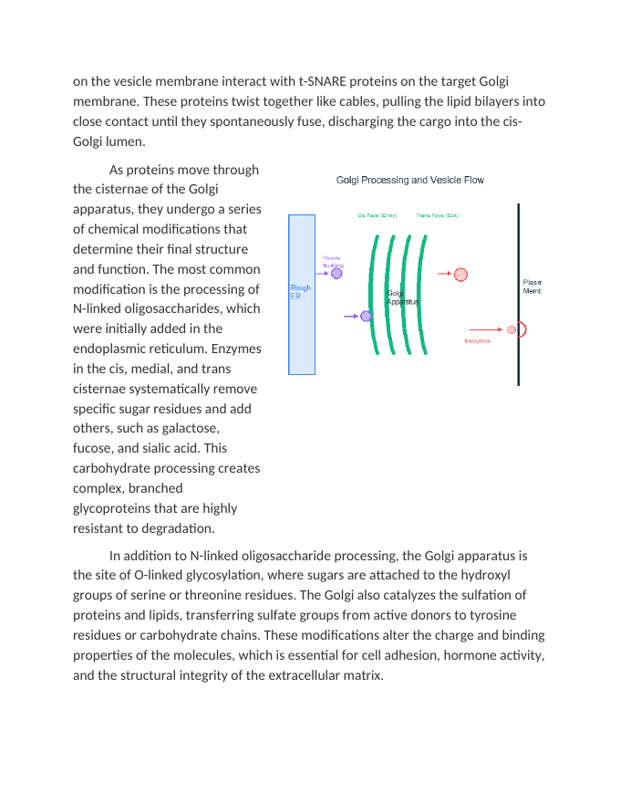 Vesicular Transport and Golgi Apparatus Processing Reading Worksheet sample page