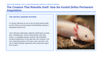 Intro to Animals Phenomena-Based Lesson: Axolotl Limb Regeneration Presentation sample page