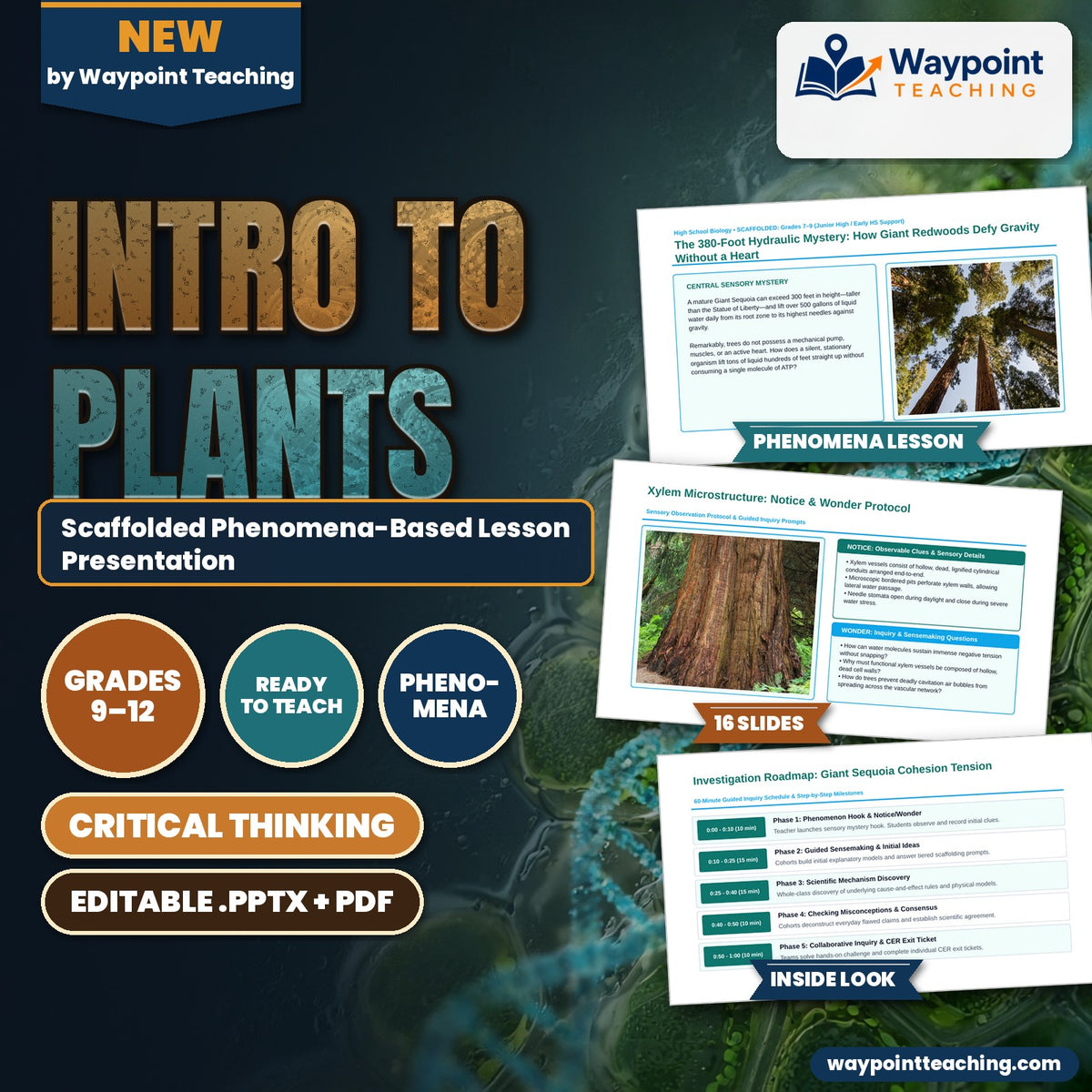 Intro to Plants Scaffolded Phenomena-Based Lesson: Giant Sequoia Cohesion Tension Presentation cover