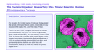 Molecular Genetics Phenomena-Based Lesson: HIV Reverse Transcription Presentation sample page