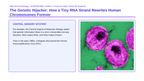 Molecular Genetics Scaffolded Phenomena-Based Lesson: HIV Reverse Transcription Presentation sample page