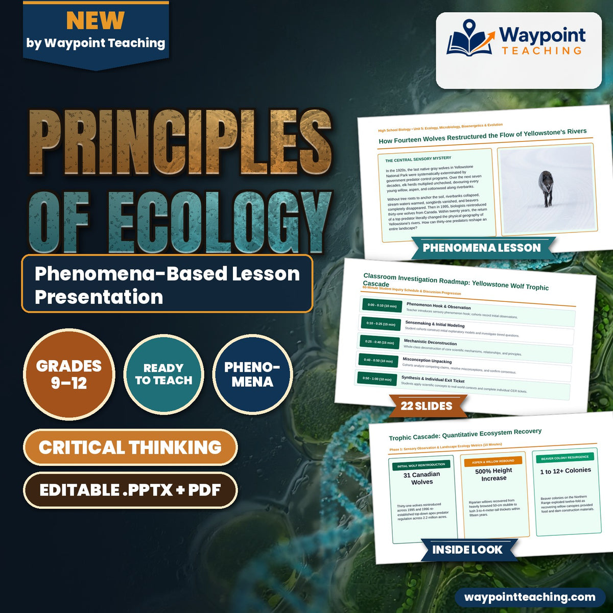 Principles of Ecology Phenomena-Based Lesson: Yellowstone Wolf Trophic Cascade Presentation cover