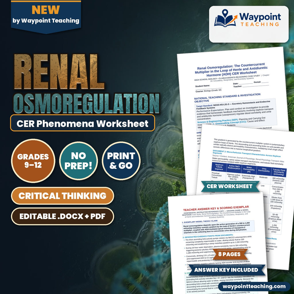 Renal Osmoregulation: The Countercurrent Multiplier in the Loop of Henle and Antidiuretic Hormone (ADH) CER Phenomena Worksheet cover