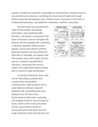 Specialized Functions of Animal Tissues Reading Worksheet sample page