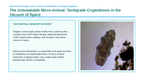 The Study of Life Phenomena-Based Lesson: Tardigrade Cryptobiosis Presentation sample page