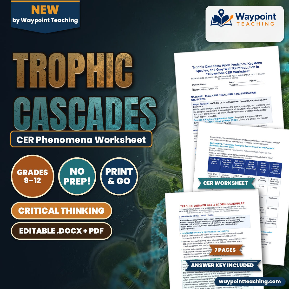 Trophic Cascades: Apex Predators, Keystone Species, and Gray Wolf Reintroduction in Yellowstone CER Phenomena Worksheet cover