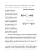 Dehydration Synthesis in Biochemical Polymerization Reading Worksheet sample page