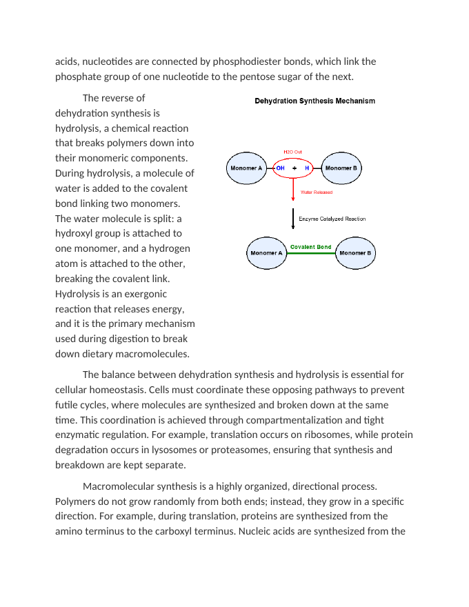 Dehydration Synthesis in Biochemical Polymerization Reading Worksheet sample page