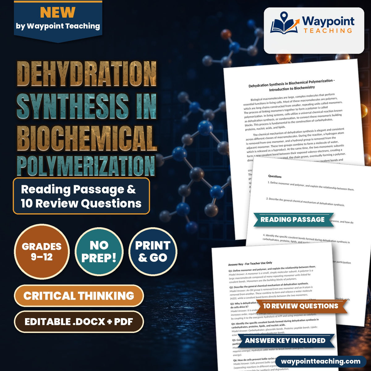 Dehydration Synthesis in Biochemical Polymerization Reading Worksheet cover