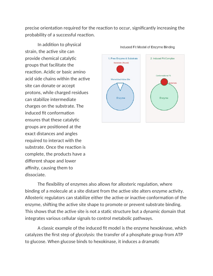 Induced Fit Model of EnzymeSubstrate Complexes Reading Worksheet sample page