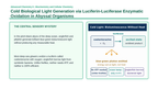 Introduction to Biochemistry Phenomena-Based Lesson: Cold Biological Light Generation via Luciferin-Luciferase Enzymatic Oxidation in Abyssal Organisms Presentation sample page