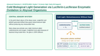 Introduction to Biochemistry Scaffolded Phenomena-Based Lesson: Cold Biological Light Generation via Luciferin-Luciferase Enzymatic Oxidation in Abyssal Organisms Presentation sample page