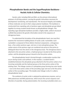 Phosphodiester Bonds and the SugarPhosphate Backbone Reading Worksheet sample page