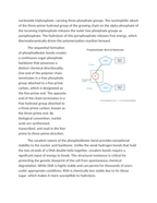 Phosphodiester Bonds and the SugarPhosphate Backbone Reading Worksheet sample page