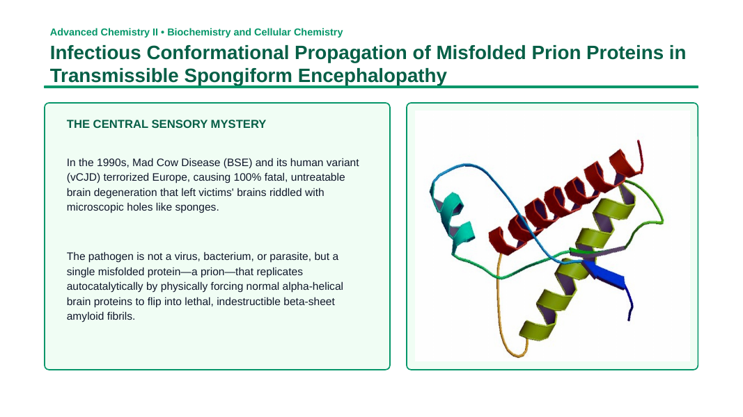 Proteins & Enzymes Phenomena-Based Lesson: Infectious Conformational Propagation of Misfolded Prion Proteins in Transmissible Spongiform Encephalopathy Presentation sample page