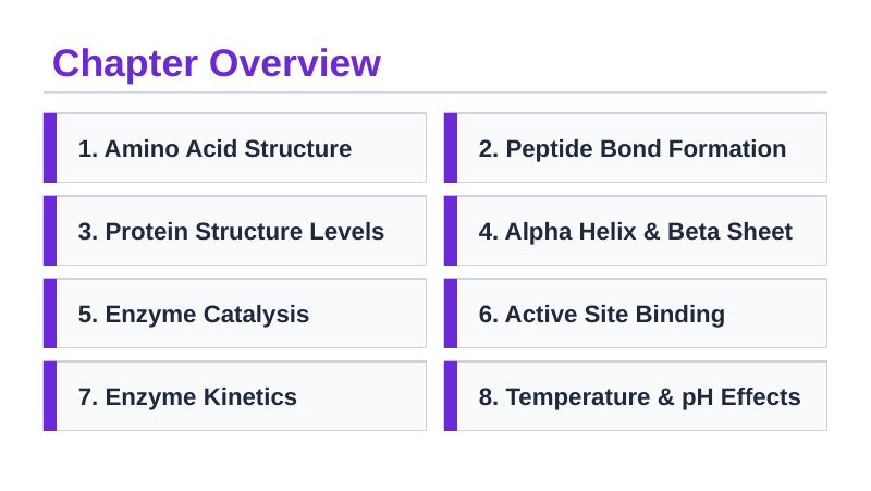 Proteins & Enzymes Slide Show Presentation sample page