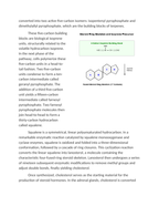 Steroids and the Isoprene Pathway Reading Worksheet sample page