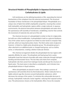 Structural Models of Phospholipids in Aqueous Environments Reading Worksheet sample page