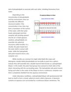 Structural Models of Phospholipids in Aqueous Environments Reading Worksheet sample page
