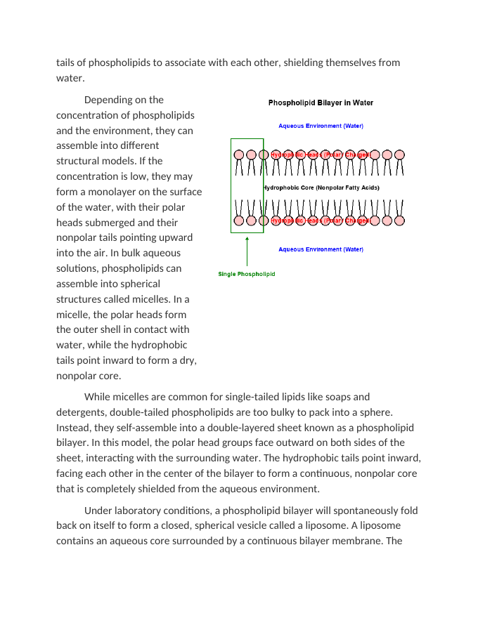 Structural Models of Phospholipids in Aqueous Environments Reading Worksheet sample page