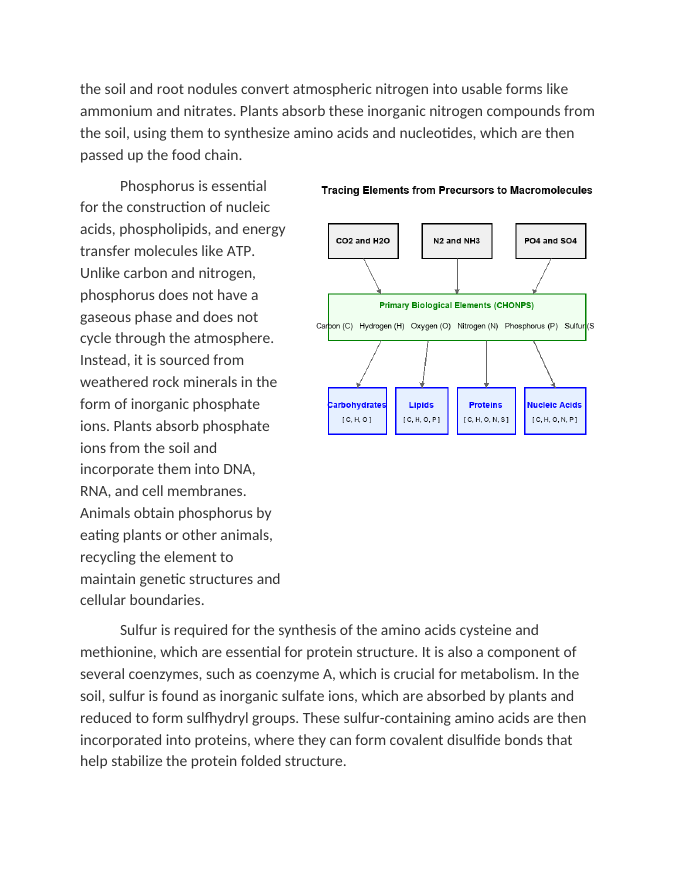 Tracing Elements from Precursors to Macromolecules Reading Worksheet sample page