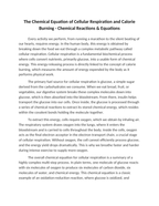 The Chemical Equation of Cellular Respiration and Calorie Burning Reading Worksheet sample page