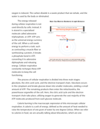 The Chemical Equation of Cellular Respiration and Calorie Burning Reading Worksheet sample page