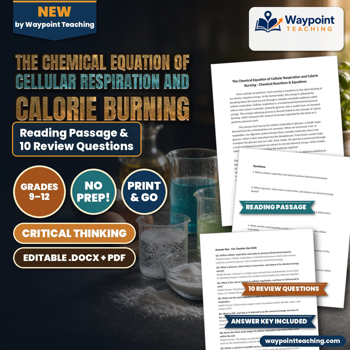 The Chemical Equation of Cellular Respiration and Calorie Burning Reading Worksheet cover