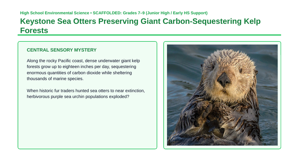 Animals and Classifications Scaffolded Phenomena-Based Lesson: Keystone Sea Otters Preserving Giant Carbon-Sequestering Kelp Forests Presentation sample page