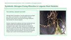 Bacteria and Microorganisms Phenomena-Based Lesson: Symbiotic Nitrogen-Fixing Rhizobia in Legume Root Nodules Presentation sample page