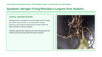 Bacteria and Microorganisms Scaffolded Phenomena-Based Lesson: Symbiotic Nitrogen-Fixing Rhizobia in Legume Root Nodules Presentation sample page