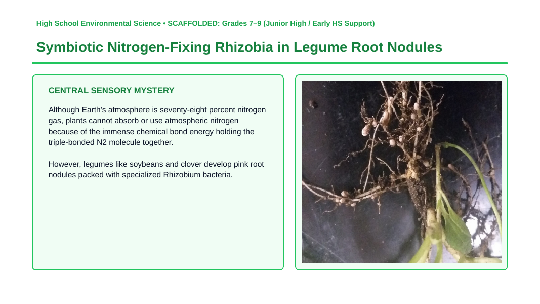 Bacteria and Microorganisms Scaffolded Phenomena-Based Lesson: Symbiotic Nitrogen-Fixing Rhizobia in Legume Root Nodules Presentation sample page