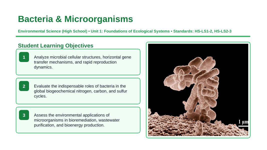 Bacteria and Microorganisms Slide Show Presentation sample page