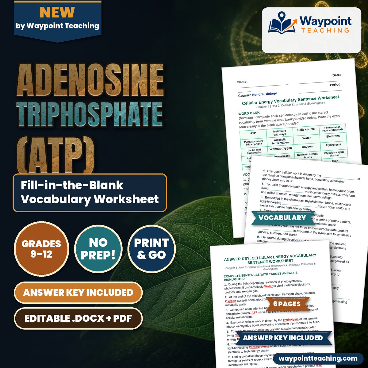Adenosine triphosphate (ATP) Fill-in-the-Blank Vocabulary Worksheet cover