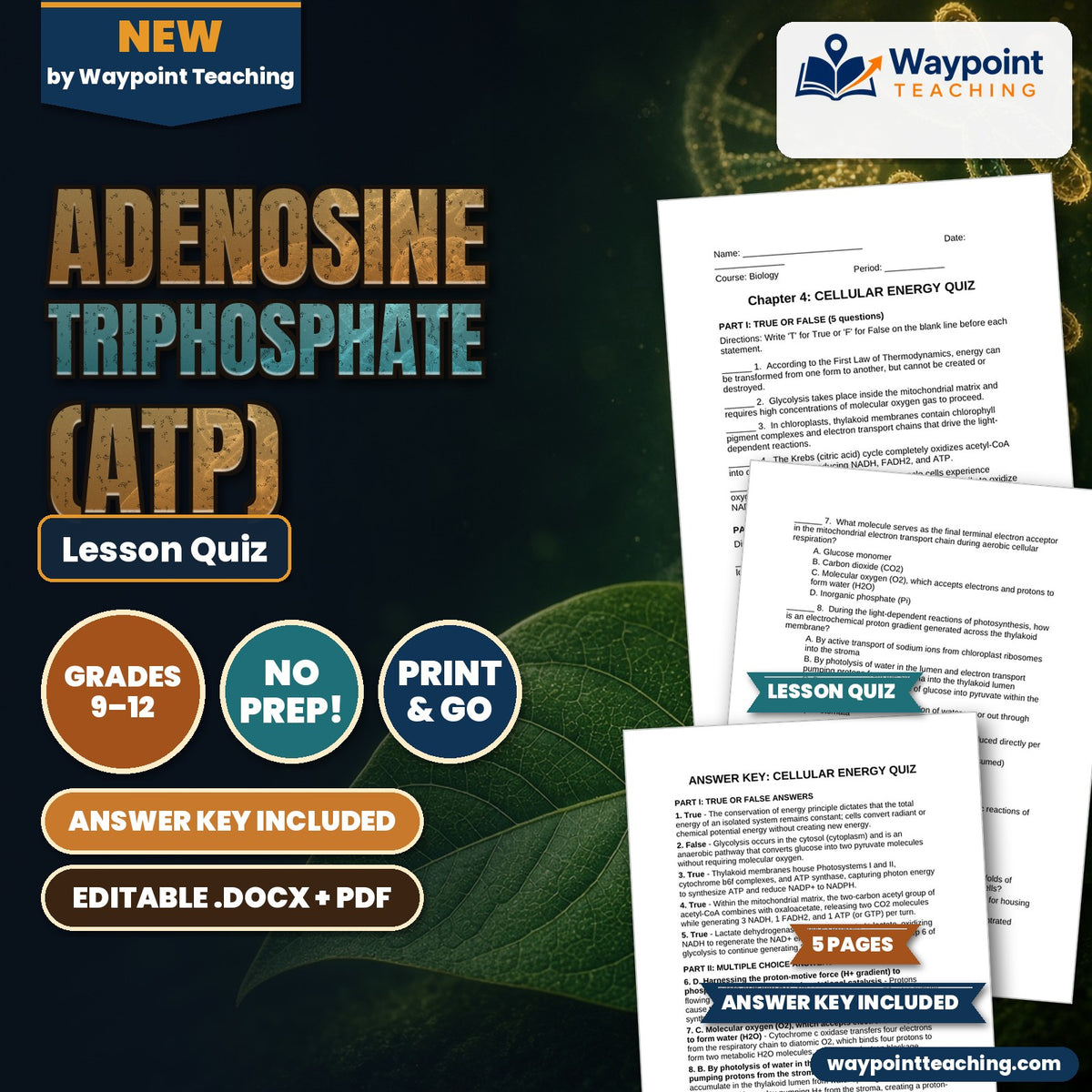 Adenosine triphosphate (ATP) Lesson Quiz cover