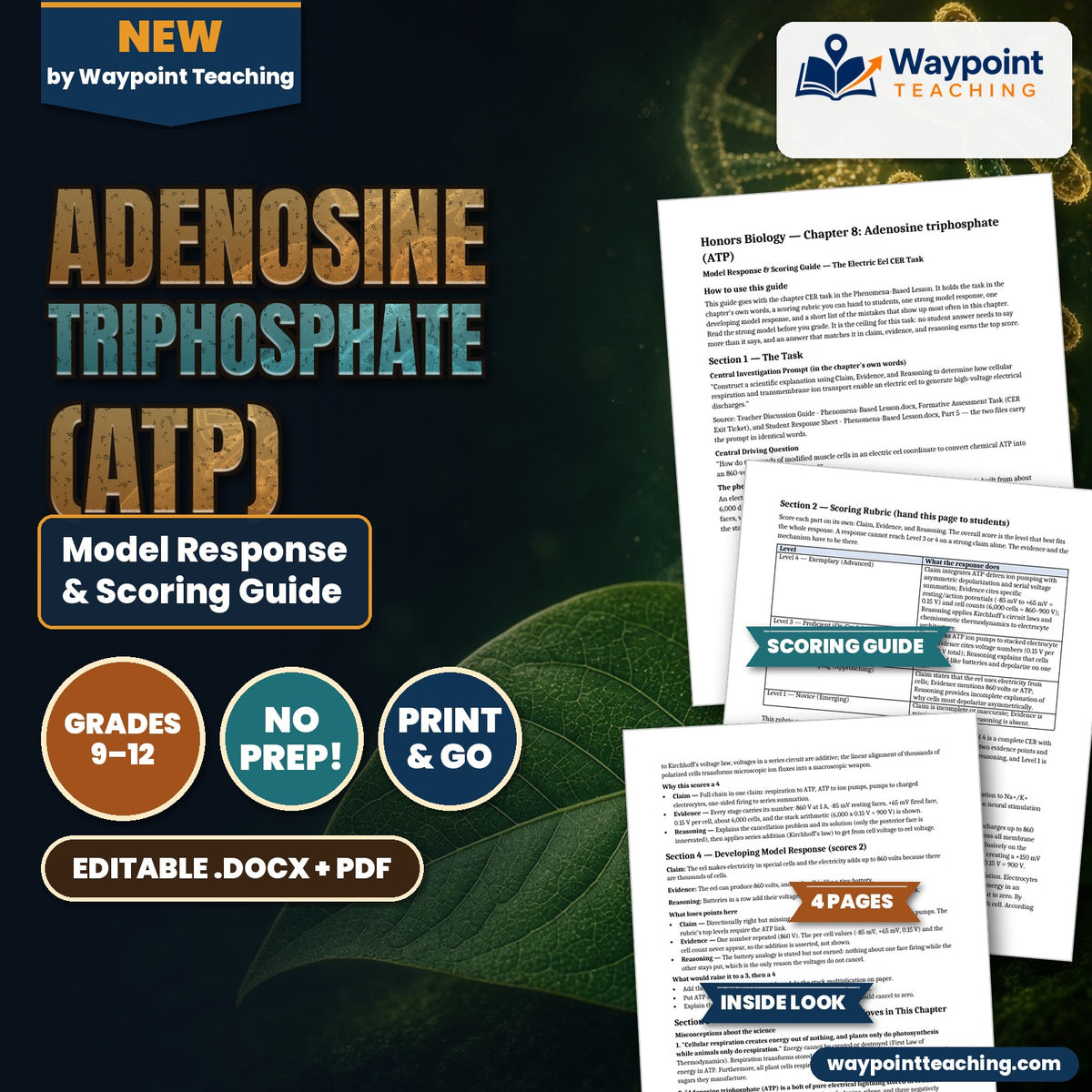 Adenosine triphosphate (ATP) Model Response & Scoring Guide cover
