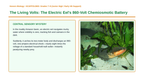 Adenosine triphosphate (ATP) Scaffolded Phenomena-Based Lesson: The Living Volts: The Electric Eel's 860-Volt Chemiosmotic Battery Presentation sample page