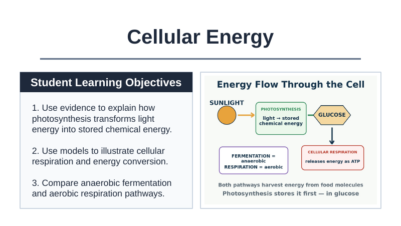 Adenosine triphosphate (ATP) Slide Show Presentation sample page