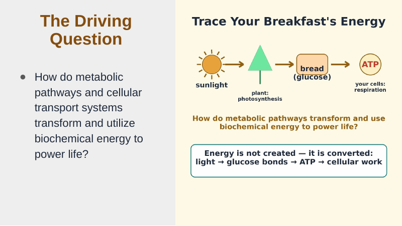 Adenosine triphosphate (ATP) Substitute Slideshow & Teacher Guide sample page