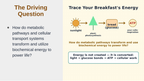 Adenosine triphosphate (ATP) Substitute Slideshow & Teacher Guide sample page