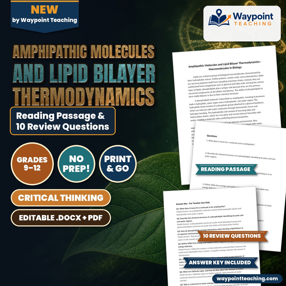 Amphipathic Molecules and Lipid Bilayer Thermodynamics Reading Worksheet cover